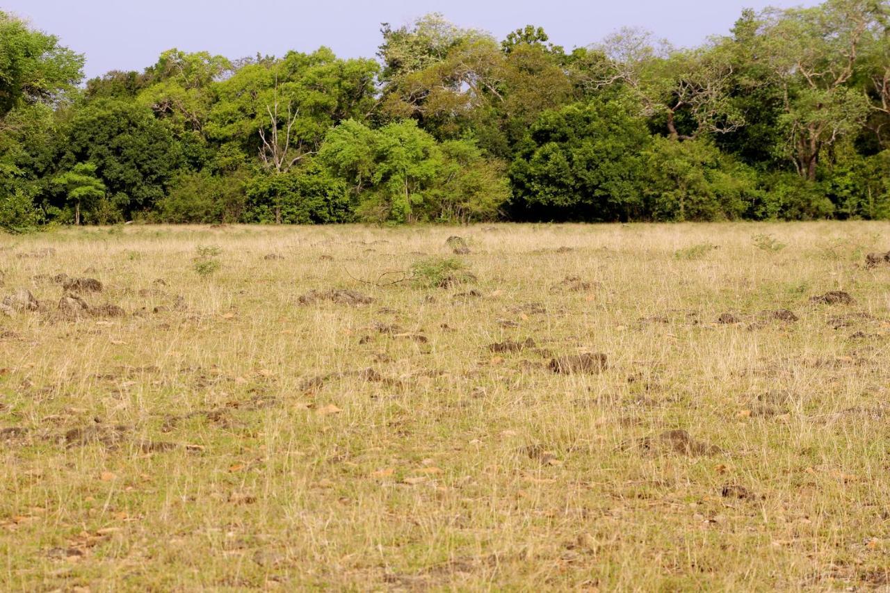 Wasgamu Safari Lodge Wasgamuwa Extérieur photo