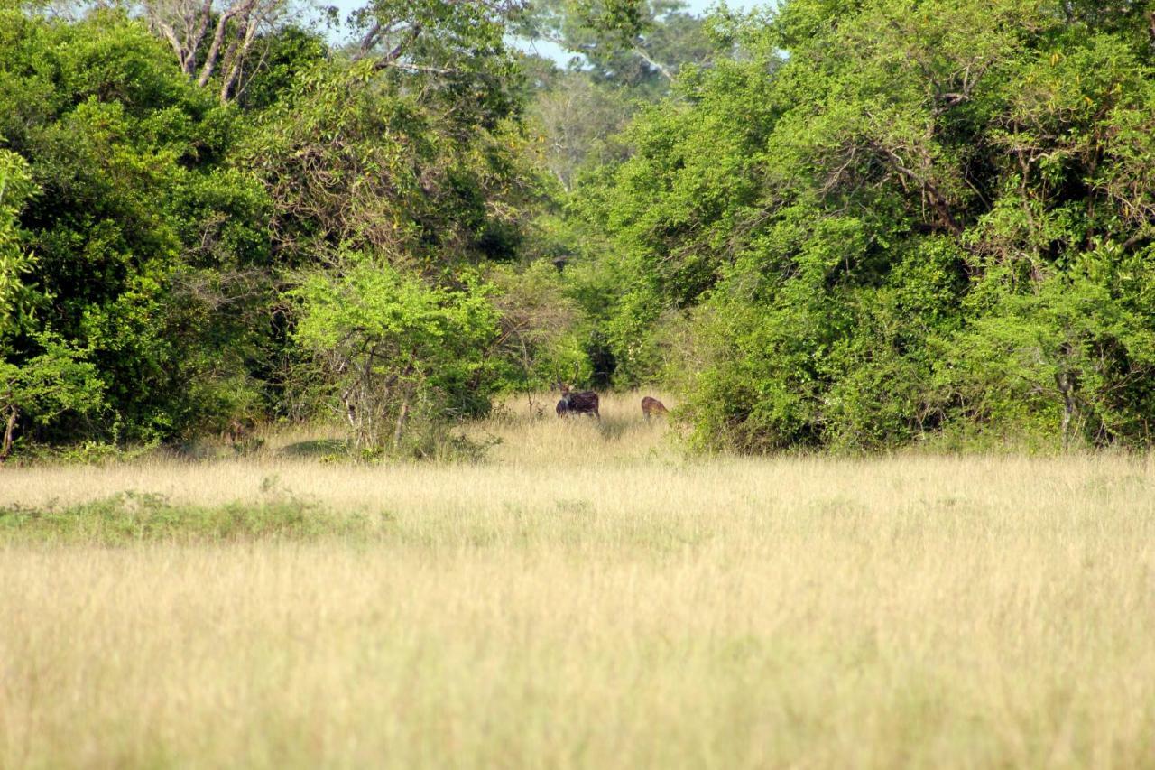 Wasgamu Safari Lodge Wasgamuwa Extérieur photo